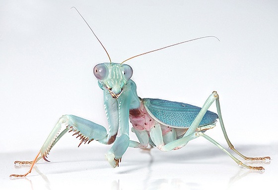 male