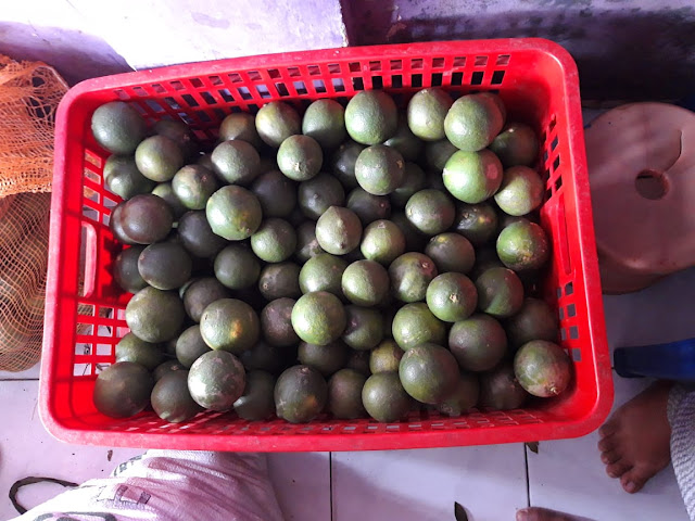 Jeruk manis jeruk segar baby sidoarjo
