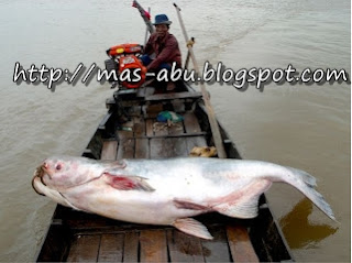 4. Mekong Giant Catfish 