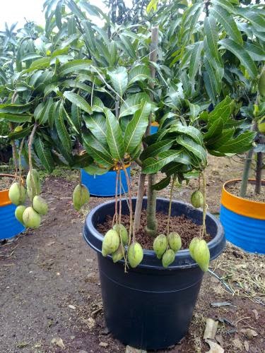 Cara Menanam Mangga di Dalam Pot