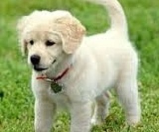 my favourite animal dog hindi essay