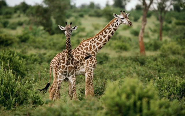 Girafas Salvajes