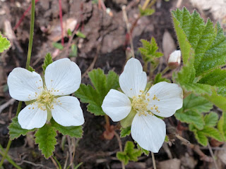 Plaquebière - Rubus chamaemorus - Chicoutai - Chicouté