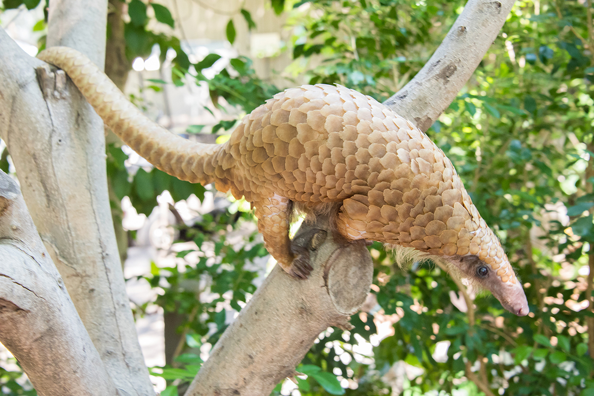 木の上のセンザンコウ