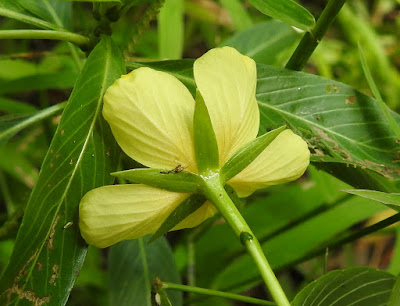 台灣水龍的花