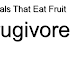 Frugivore - Animals That Eat Fruit