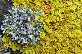 Xanthoria species with another lichen on a wall in Hayes