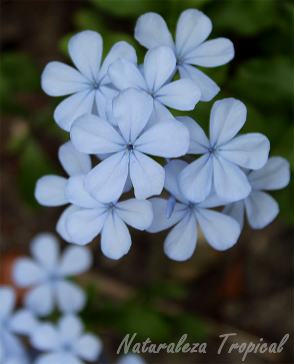 Flores características de la planta Celestina, Plumbago auriculata