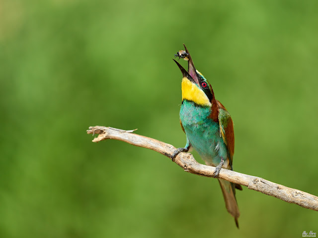 Bee-Eater with Catch
