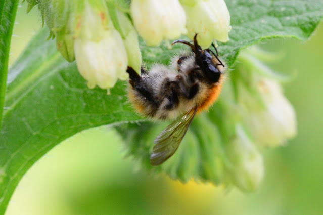 Bombus pascuorum