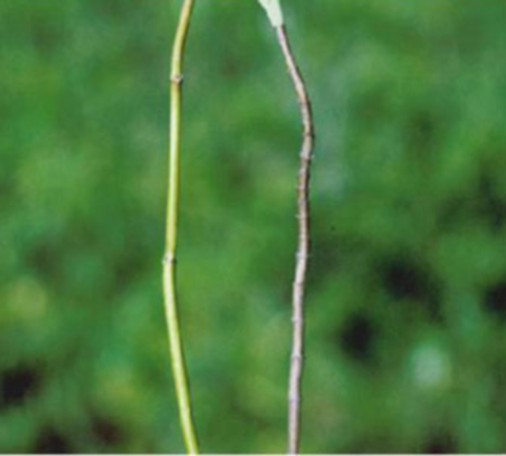 Efecto del fertilizante en el fenotipo de una especie clave. Un tallo verde de Borrichia frutescens a la izquierda y un tallo leñoso a la derecha. Los tallos verdes son más suaves y más fáciles para que penetren las avispas parasitoides que los tallos leñosos, lo que produce diferentes niveles de parasitismo de los huevos y larvas de herbívoros dentro de estos dos tipos de tallos.