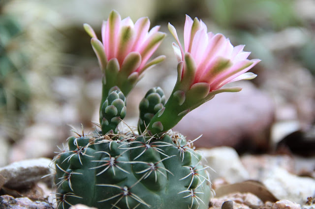 Gymnocalycium bruchii