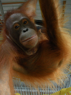 Mona the orangutan