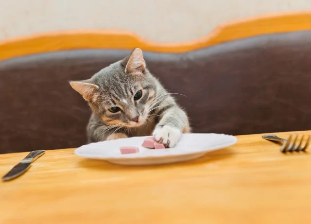 Healthiest Cat Foods