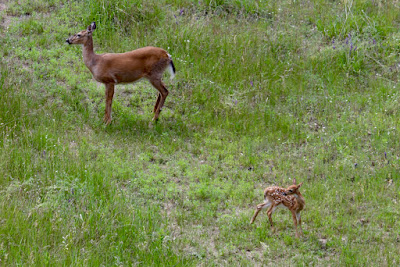 early June, whitetail fawn and doe