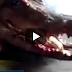  بالفيديو تمساح يظل حى حتى بعد قطع رأسه 