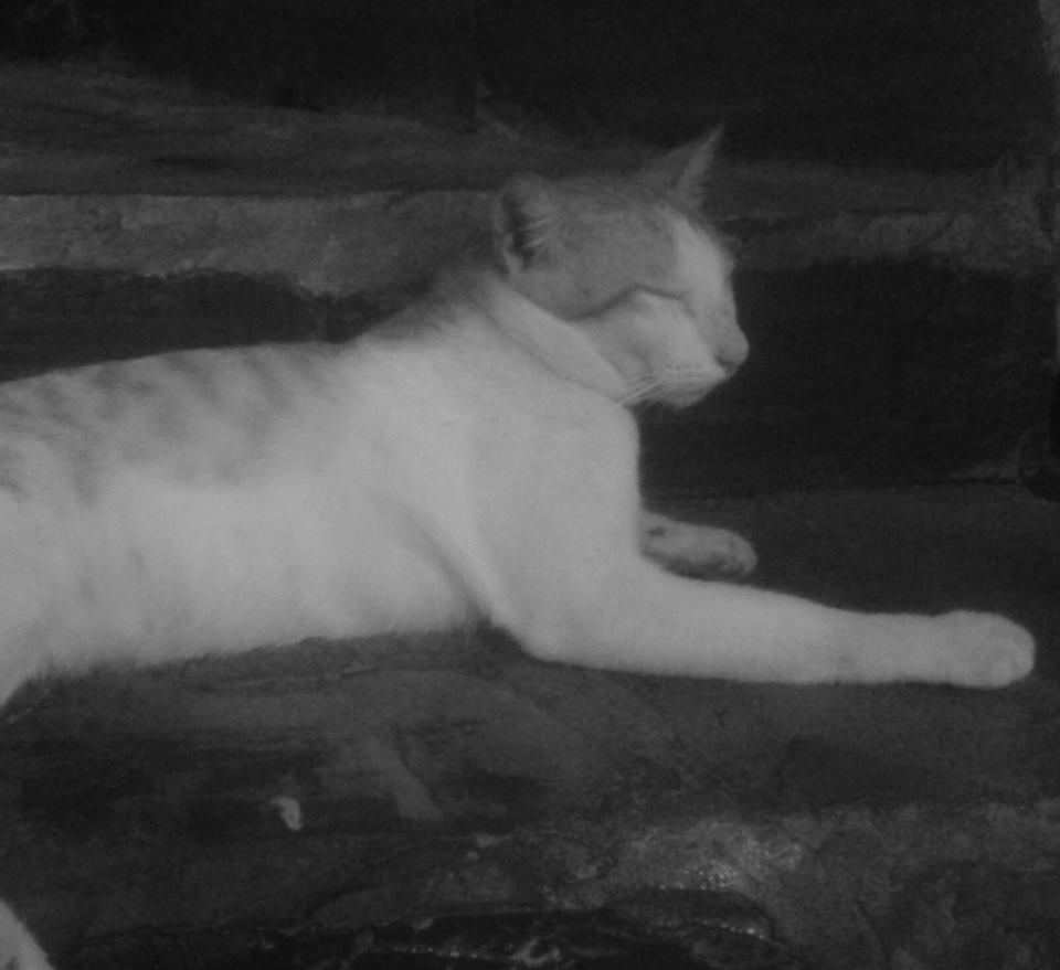 Kucing Utara