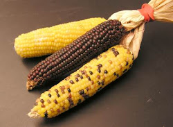 picture of corn