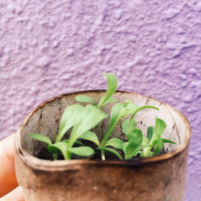 Lettuce sprouts in toilet paper roll, VSCOCAM