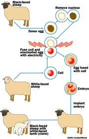 Gambar Proses Fertilisasi biologi edutainment SOAL BIOTEKNOLOGI