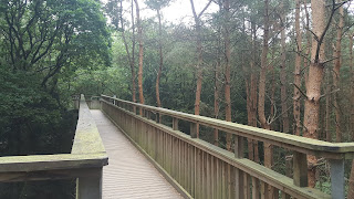 Salcey Forest Treetop Walk Family Day Out in Northamptonshire