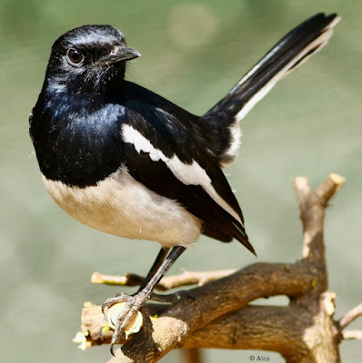 "Oriental Magpie-Robin - Copsychus saularis,perched on a stump,as can be seen the male has black upperparts, head and throat apart from a white shoulder patch."