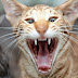 Cat Behavior - What is Normal Cat Behavior?