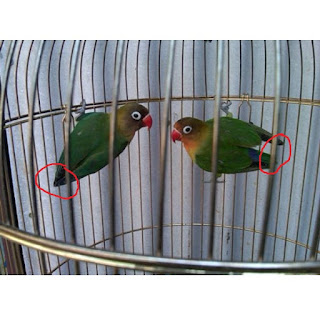 Lovebird Jantan dan Betina