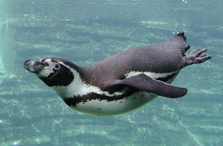 humboldt penguin