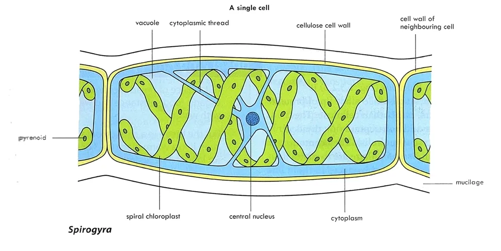 Drawing of spirogyra