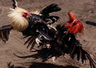 Judi Adu Ayam di Pasuruan