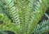 Cycad Encephalartos ferox