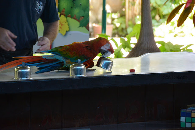 smart parrot תוכי חכם חמת גדר