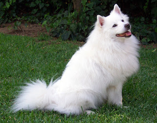 American Eskimo United States Dog