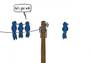 wifi birds