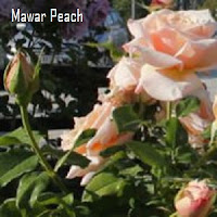 Mawar Peach