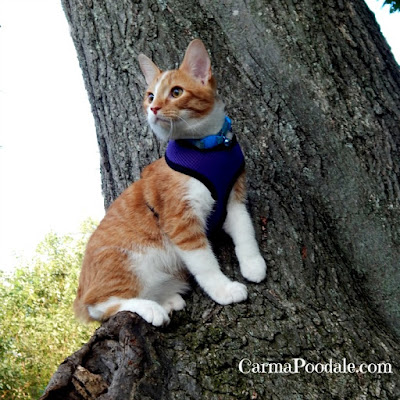 Orange kitten wearing purple harness sitting in tree