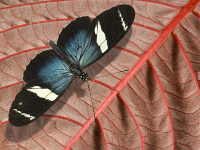 Beautiful Butterfly Normal Resolution Wallpaper 27