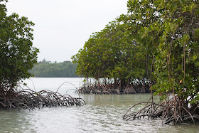 http://www.dailymail.co.uk/wires/reuters/article-3425781/Asia-shrimp-farmers-restock-mangrove-supermarket-going-organic.html