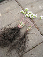 Печёночница благородная вариант благородная Hepatica nobilis var. nobilis. Размножение печёночниц.