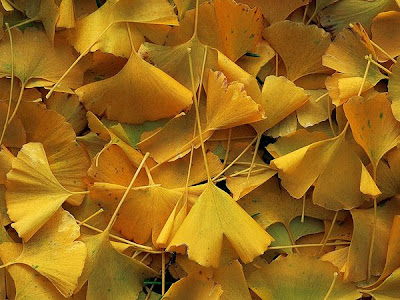 Ginkgo biloba