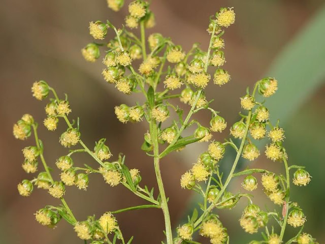 Hoa Thanh Cao Hoa Vàng - Artemisia annua - Nguyên liệu làm thuốc Chữa Cảm Sốt