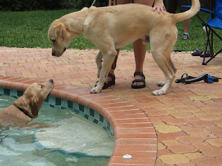 Guide dog Luke wants to go in!