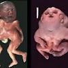 Is It Legal To Own Depleted Uranium - girlbandgeek: Depleted Uranium - Special fissionable material 50 effective grams;