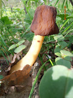 Bell morel - Verpa conica with a record size