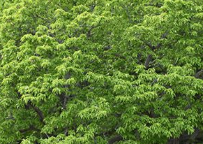Amur Maple tree Pros and Cons, Growth rate, Root System, Problem