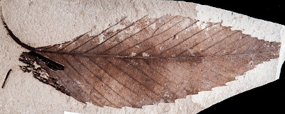 Argentine fossils take oak and beech family history far into Southern Hemisphere