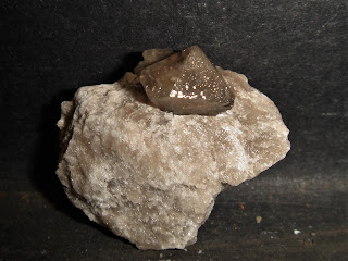 Teruelita, Embalse de Loriguilla, España, 0.7 cm