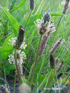 Plantain lancéolé - Plantago lanceolata