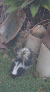 Delicious catfood!  I must snuffle through the lawn and find each tempting morsel